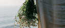 Bunch of chamomile flowers hanging to dry, digestive comfort