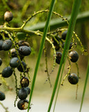 Açaí berry (<em>Euterpe oleracea</em>)