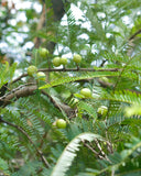 Indian Gooseberry <em>(Amla)</em>