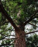 Marine Pine Bark (<em>Pinus pinaster</em>)