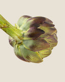 Artichoke Leaf <em>(Cynara scolymus)</em>