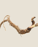 Marshmallow Root <em>(Althaea officinalis)</em>