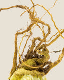 KSM-66® Ashwagandha <em>(Withania somnifera)</em>