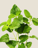 Lemon Balm<em> (Melissa officinalis)</em>