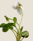 Ahiflower® Seed Oil <em>(Buglossoides arvensis)</em>