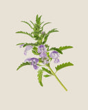 DracoBelle™ Nu <em>(Dracocephalum moldavica)</em>