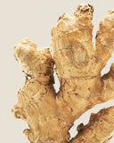 Ginger Root <em>(Zingiber officinale)</em>