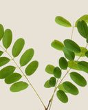 Moringa Leaf <em>(Moringa oleifera)</em>